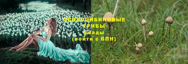 прущие грибы Дмитровск